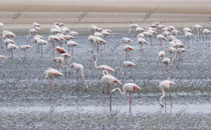 Anillamiento de crías de flamenco en la Laguna de Fuente de Piedra