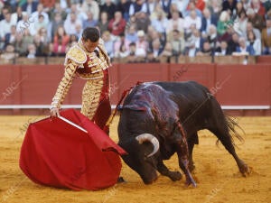 Toros de Santiago Domecq para los toreros José Garrido, David de Miranda y Leo...