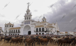 La aldea del Rocío ha acogido el paso de la tropa equina ante el Santuario de la...