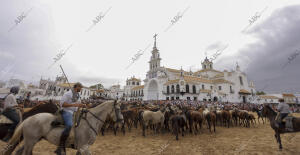 La aldea del Rocío ha acogido el paso de la tropa equina ante el Santuario de la...