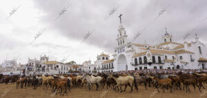 La aldea del Rocío ha acogido el paso de la tropa equina ante el Santuario de la...