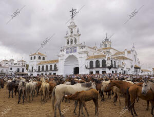 La aldea del Rocío ha acogido el paso de la tropa equina ante el Santuario de la...