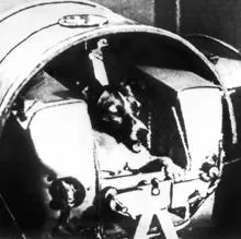 Laika, durante los entrenamientos antes de ser lanzanda en el Sputnik II