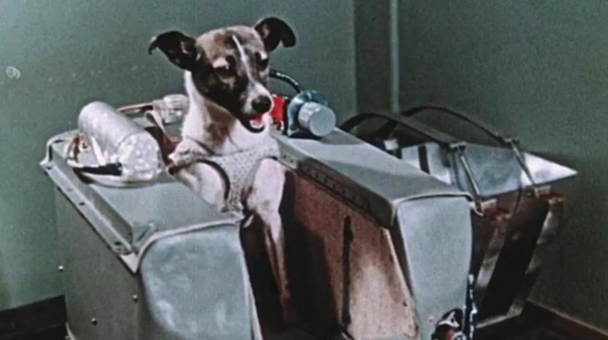 Laika, durante los entrenamientos previos a su funesto viaje espacial