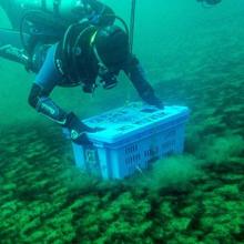 Un buzo trabajando en el fondo del lago del Volcán del Nevado de Toluca (México)