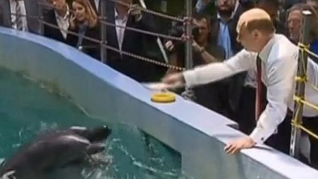 Imagen de Vladimir Putin con delfines