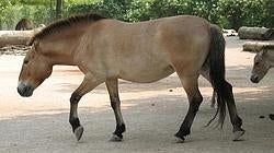 El caballo de Przewalski, única subespecie salvaje de caballo que existe en la actualidad