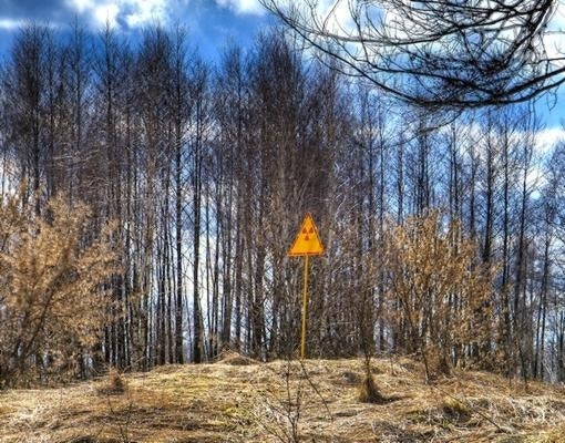 Imagen del bosque rojo, tomada en 2009. En el primer centímetro de suelo se concentran partículas del isótopo radiactivo 137 del Cesio