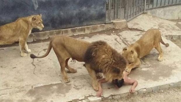 Matan a dos leones en un zoo para salvar a un hombre que se tiró a