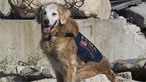 Bretagne era la última superviviente de los perros que ayudaron en el 11-S