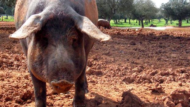 Un eurodiputado húngaro plantea colocar cabezas de cerdo en las fronteras europeas para ahuyentar a los musulmanes