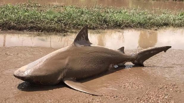 El a un tiburón toro que fue encontrado en un charco cerca de la ciudad de Ayr, al sur de Townsville, después de las inundaciones en la zona de las fuertes lluvias asociadas con el ciclón Debbie en Australia.