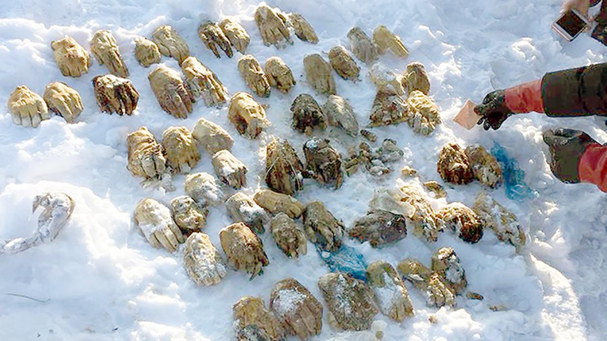 Investigan al macabro hallazgo en Siberia de una bolsa con 54 manos humanas