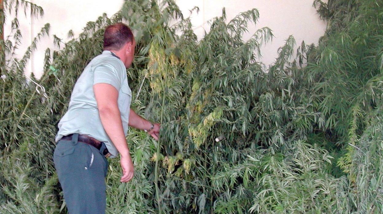 Plantación de marihuana desmantelada por la Guardia Civil