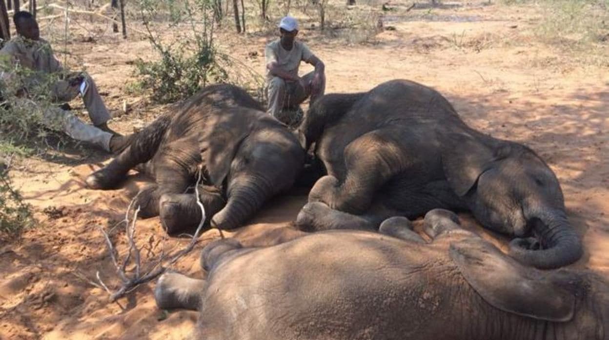 Cadáveres de elefantes hallados en Botsuana