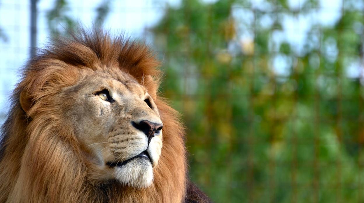 Un león del Centro de Conservación de Burlington