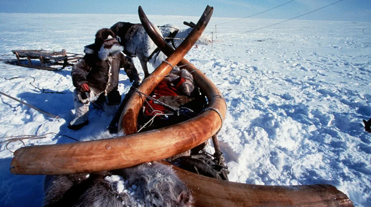 Un explorador ruso, junto a unos colmillos de mamut en Siberia