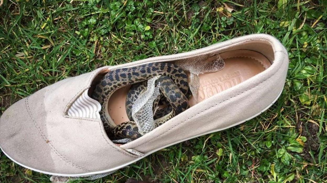La serpiente hallada en el zapato