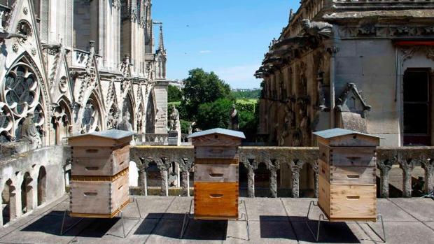 Las abejas que viven en el techo de Notre Dame sobrevivieron al incendio