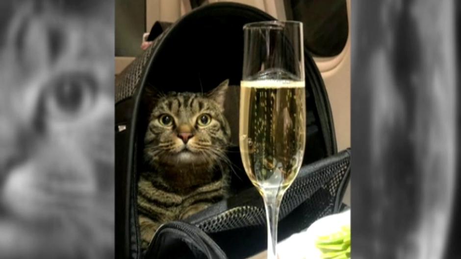 Sancionan al hombre que coló a su gato con sobrepeso en la cabina de un avión