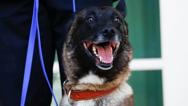 Trump condecora a Conan, la perra que participó en la operación en la que murió el líder de Daesh