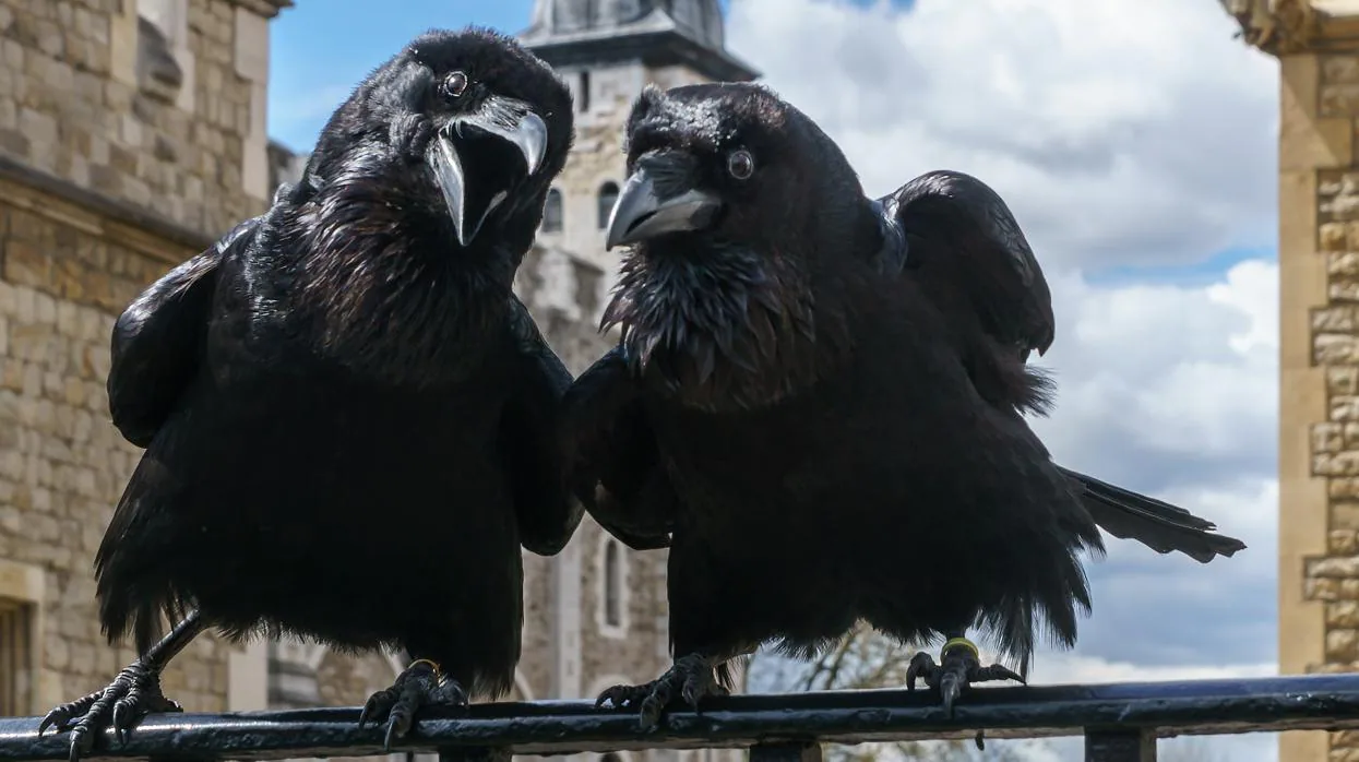 La desaparición de uno de los cuervos de la Torre de Londres reaviva la  superstición sobre la caída del Reino