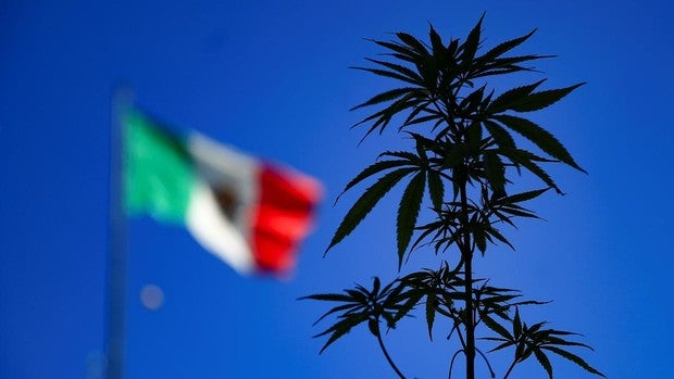 La Cámara de Diputados de México aprueba la ley de consumo lúdico de marihuana