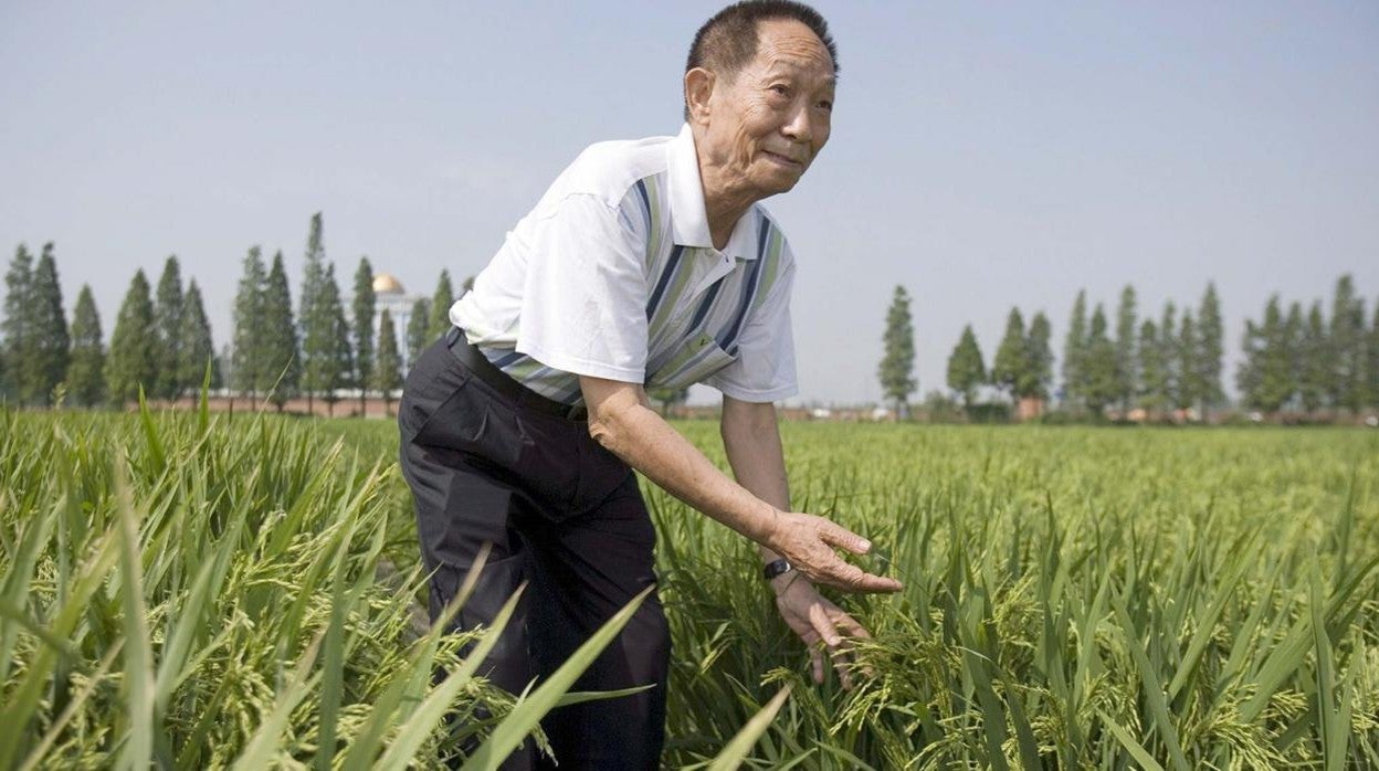 Yuan Longping, junto a un cultivo experimental de arroz híbrido en un campo en la ciudad china de Changsha