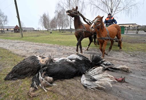 Masacre rusa en el zoo favorito de los ucranianos: un bombardeo acaba con el 30% de los animales