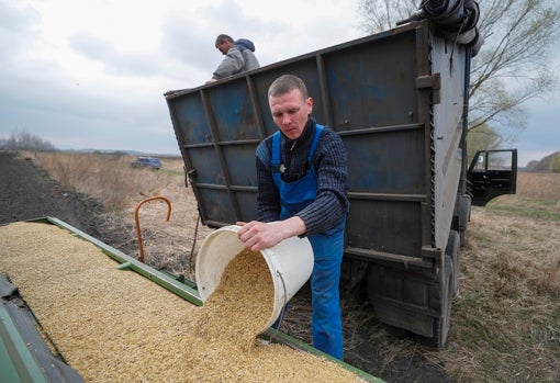Un agricultor vierte avena en un campo situado en las afueras de Kiev (Ucrania), donde los campesinos han empezado a sembrar a pesar de la invasión rusa
