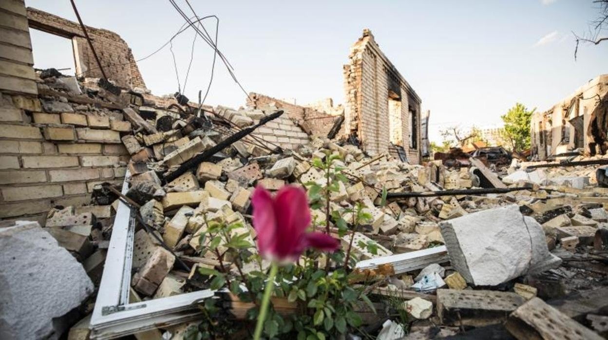 Una flor entre la destrucción de la ciudad de Bucha