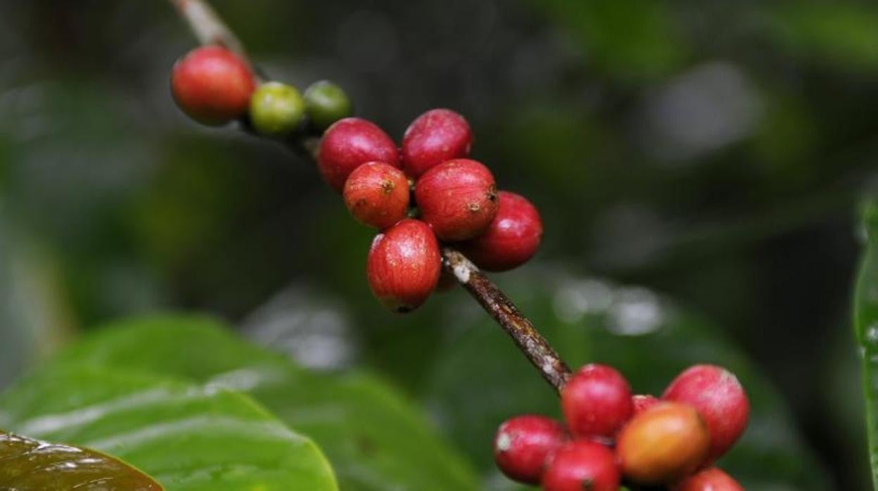 Planta del café en Panamá