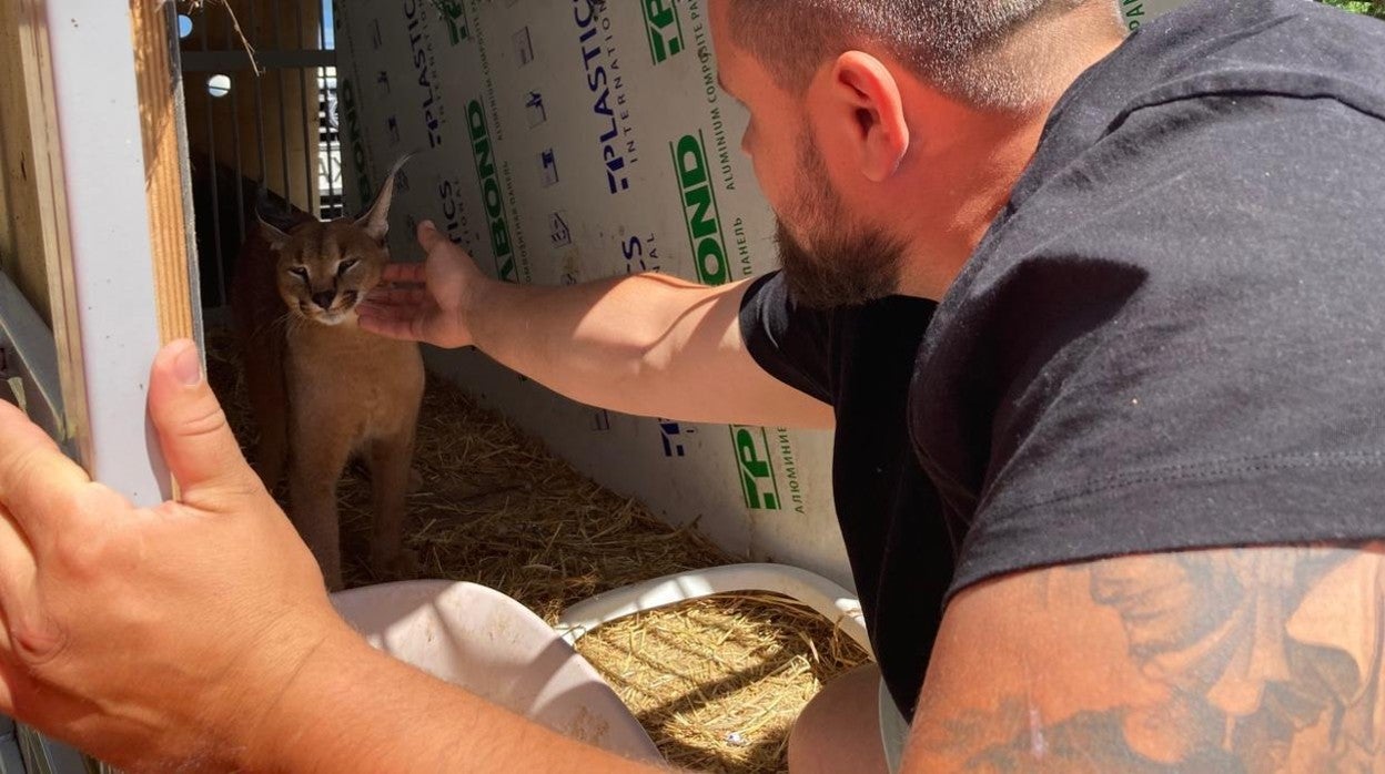 Las especies fueron rescatadas del zoo de Járkov y trasladadas a la reserva de Poltava, en la imagen