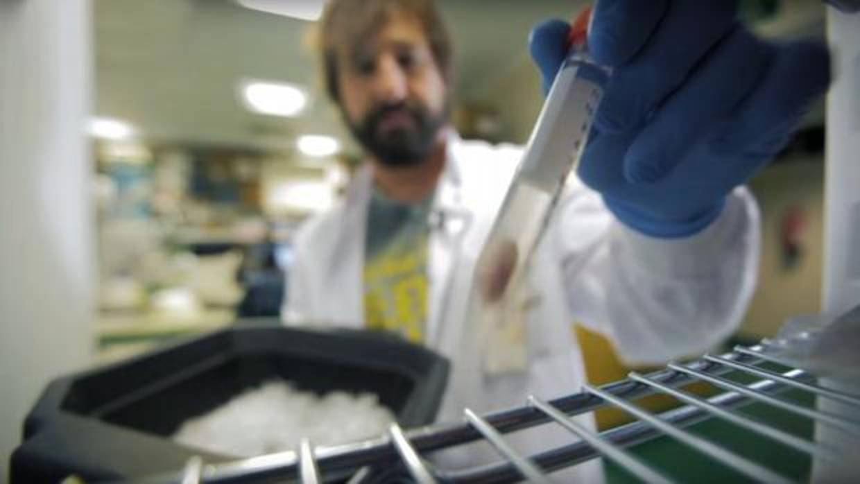 Uno de los investigadores del CNIO manipula una muestra de un tumor