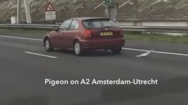 La paloma «supersónica» circula por la autopista A2 holandesa