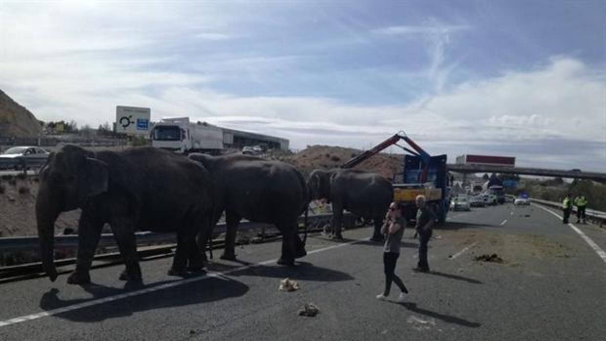 Una manada de elefantes corta la A-30 en Albacete