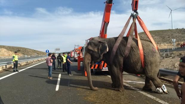 Una manada de elefantes corta la A-30 en Albacete