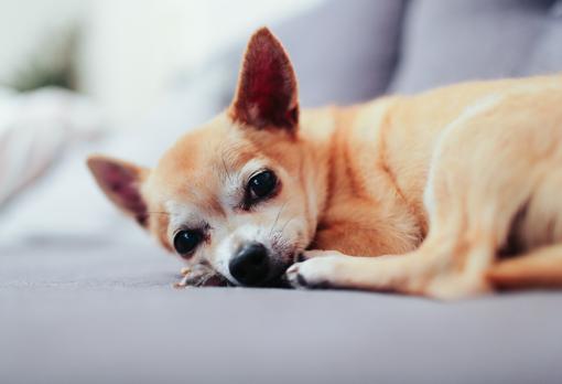 De un chihuahua a un kit de ADN: Los objetos más raros olvidados en un Uber