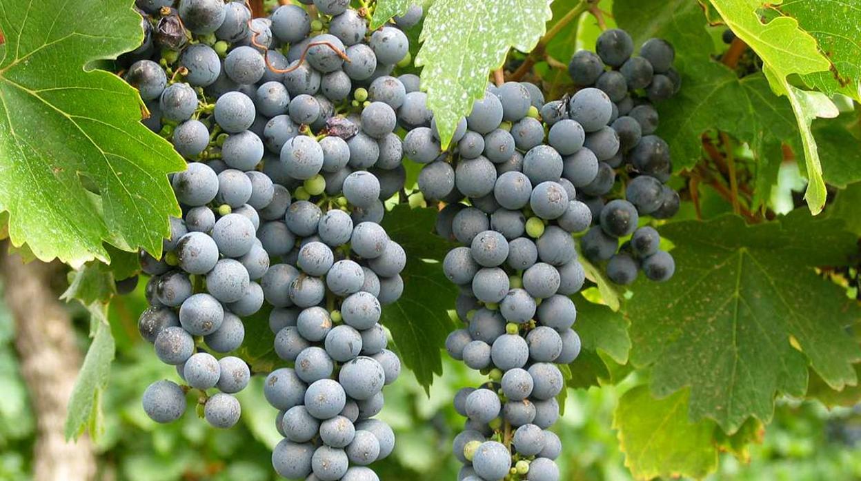 Investigadores españoles crean un nuevo biocombustible con residuos de vino