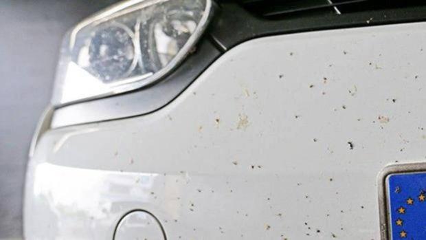 El truco para limpiar los mosquitos que se quedan pegados al coche