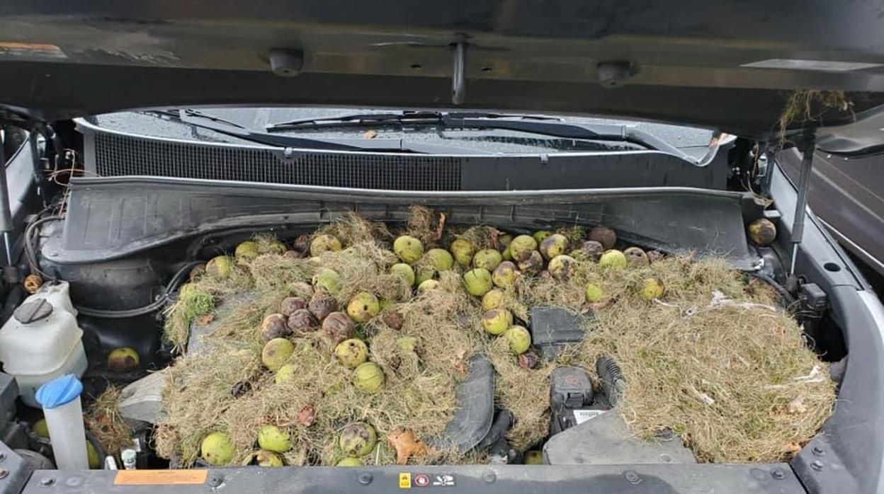 Lleva el coche al taller por un olor raro y descubre que las ardillas lo han usado como almacén de nueces