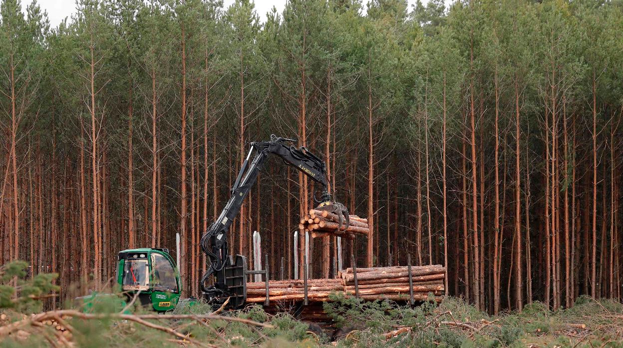 Un operario apila troncos en el futuro sitio donde Tesla construirá su nueva fábrica, cerca de Berlín