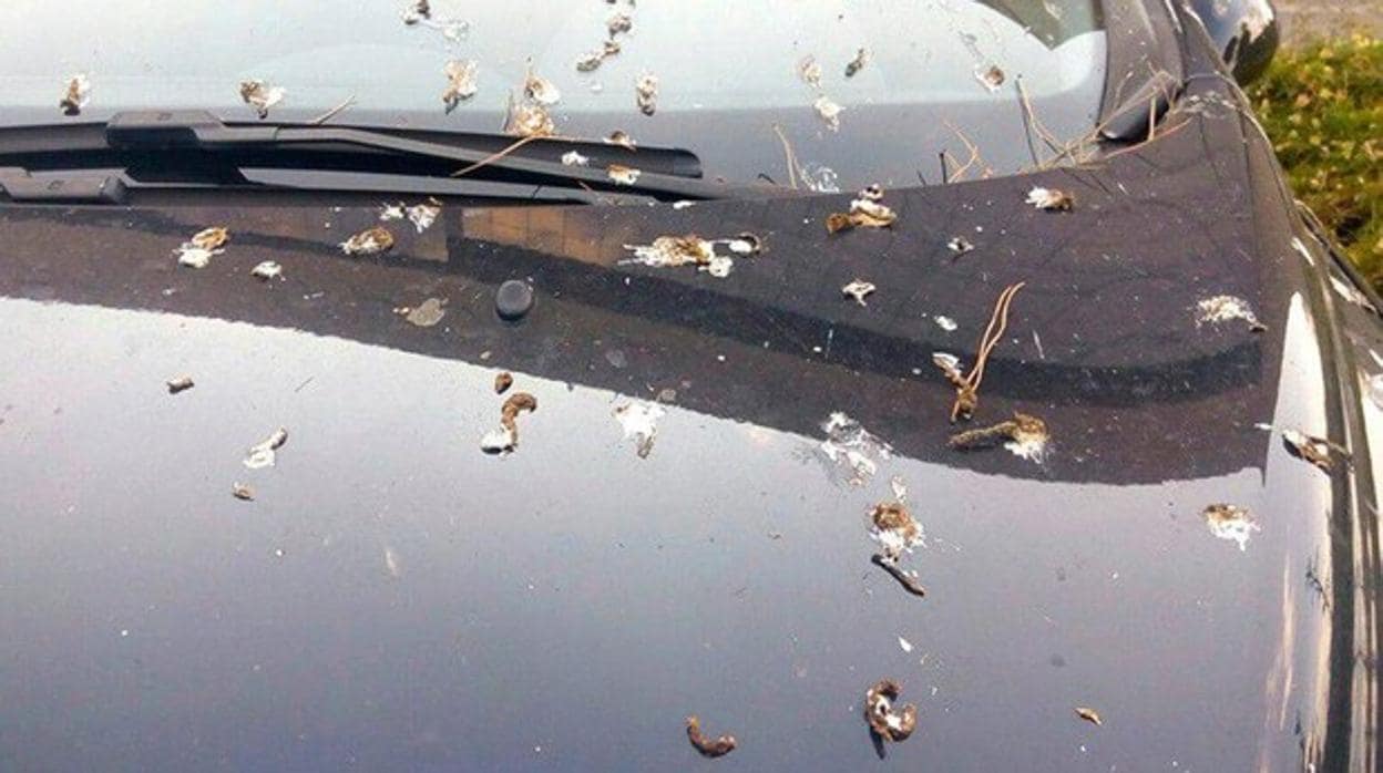 Cómo limpiar las cacas de tu coche si los pájaros se han cebado con él