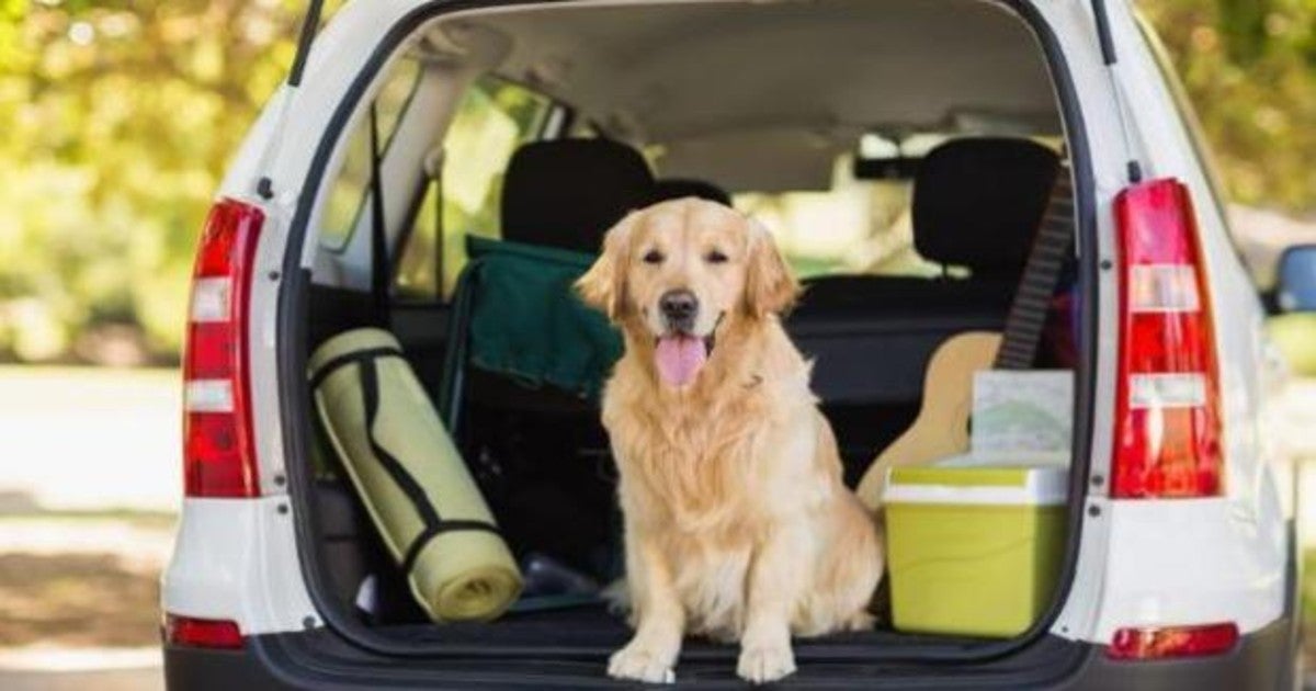 El producto para el coche por menos de 20 euros que necesitarás si tienes mascota