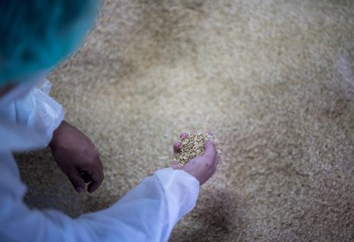 Prueban cáscara de arroz para crear piezas de coche