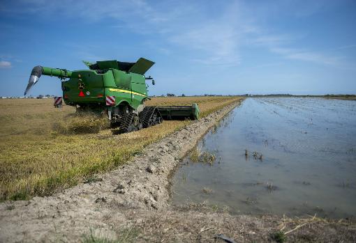 Prueban cáscara de arroz para crear piezas de coche