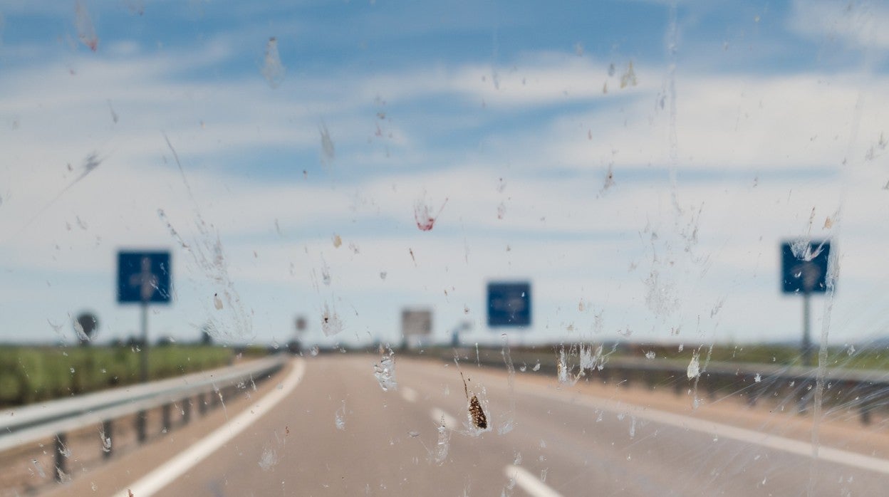 Calor, insectos y arena: Por qué pueden romper el parabrisas de tu