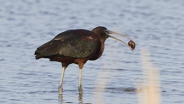 El caracol común constituye el 50% de la dieta del Morito común en el delta del Ebro