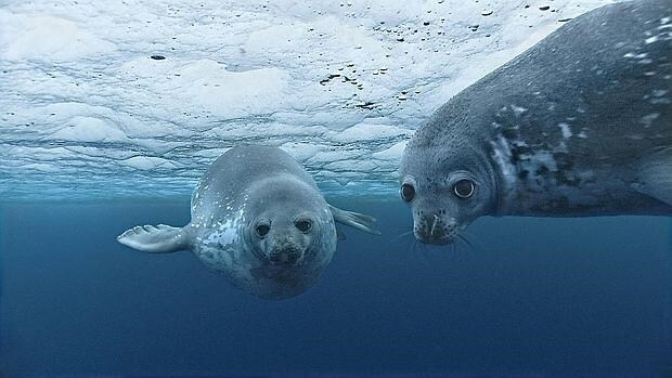 Una hembra de foca con su cría