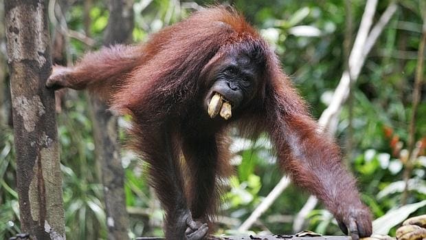 Ejemplar de orangután de Borneo